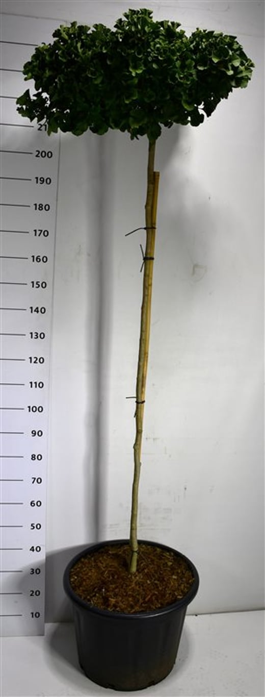 Ginkgo bil. 'Mariken' - 180 CM Stem Cont.